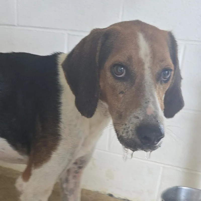 An adult small-sized male Hound dog named Ernest for adoption in Yanceyville, NC
