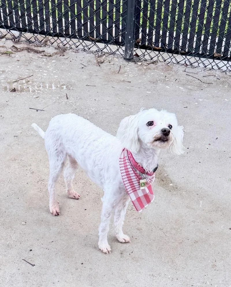 An adult small-sized male White / Cream Maltese dog named Hei Hei for adoption in Richmond, TX