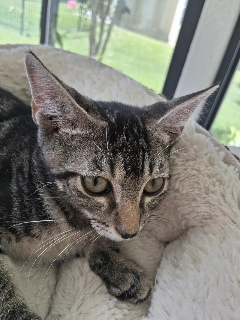 A baby medium-sized male Domestic Short Hair cat named Gregor for adoption in Oviedo, FL