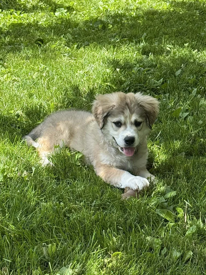 A baby large-sized male Great Pyrenees dog named Simon for adoption in Cedar Rapids, IA