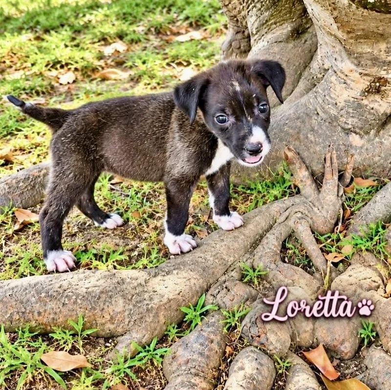 A baby medium-sized female Black Mixed Breed dog named Loretta for adoption in Brewton, AL
