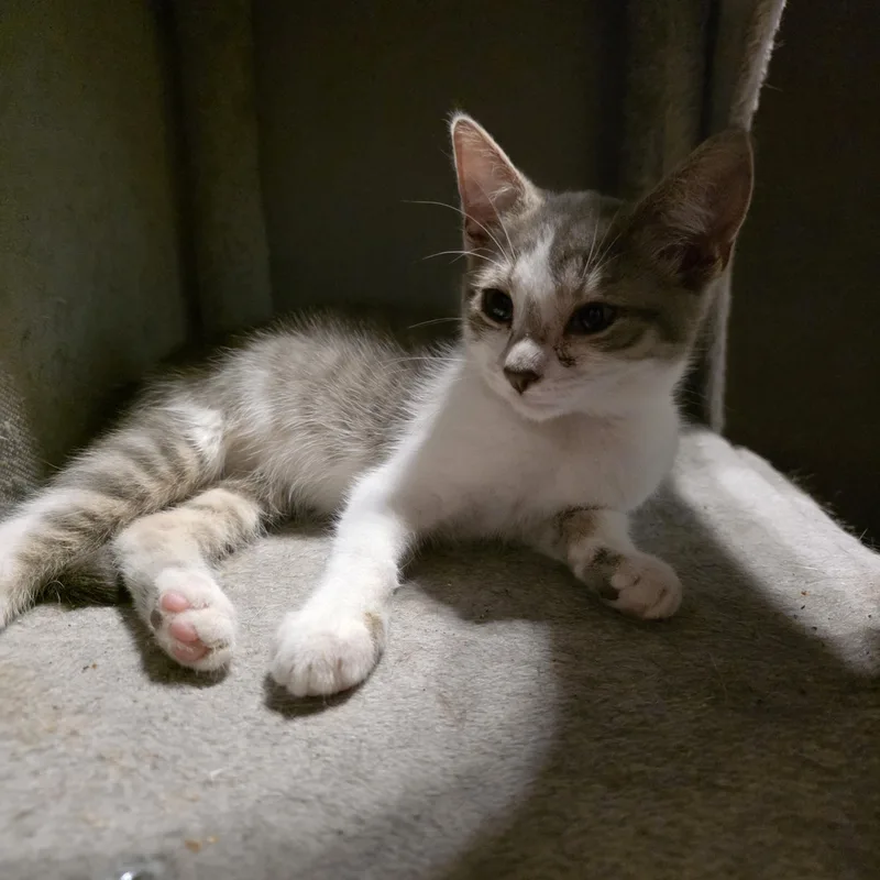 A baby medium-sized female Tabby (Gray / Blue / Silver) Domestic Short Hair cat named Butterfly for adoption in Richmond, VA