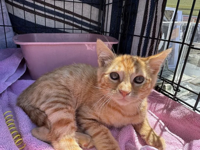A baby medium-sized male Tabby (Orange / Red) Domestic Short Hair cat named Freeway for adoption in Emeryville, CA
