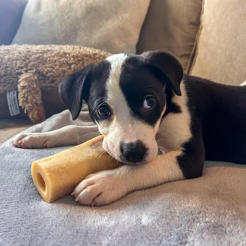 A baby medium-sized male Black Mountain Cur dog named Colby for adoption in La Grange, KY
