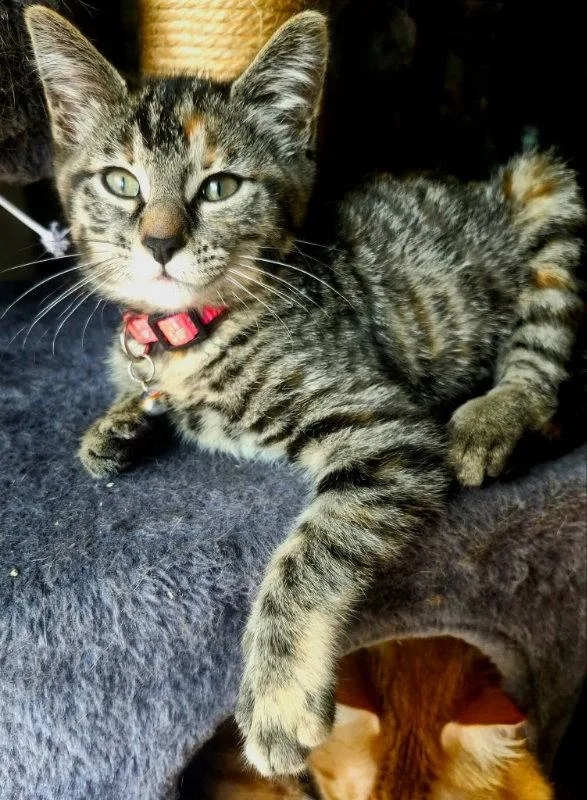A young medium-sized female Torbie cat named Miss Elsa for adoption in Knoxville, TN