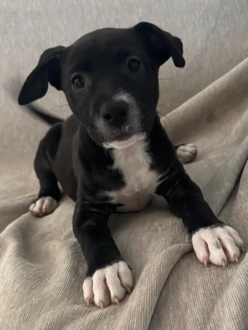 A baby medium-sized female Black Labrador Retriever dog named Smudge for adoption in Calera, AL