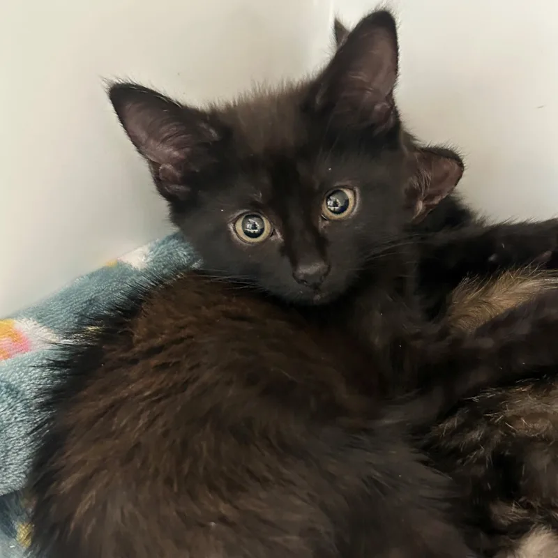 Nyx