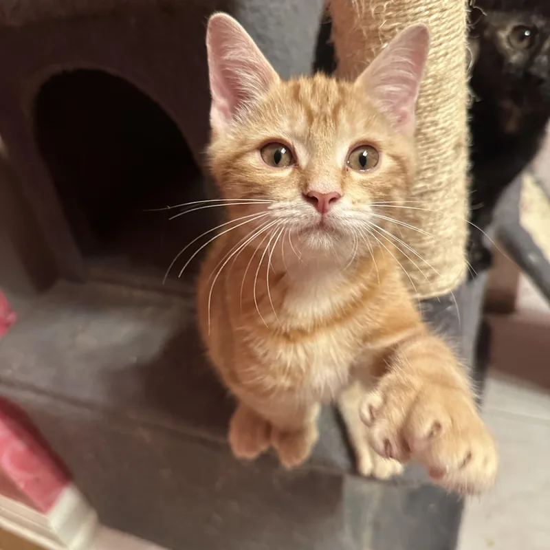 A baby medium-sized male Orange / Red Domestic Short Hair cat named Pele for adoption in Albany, NY