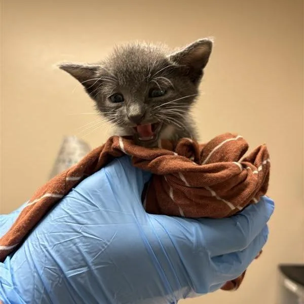A baby small-sized male Domestic Short Hair cat named Tidus for adoption in Tempe, AZ