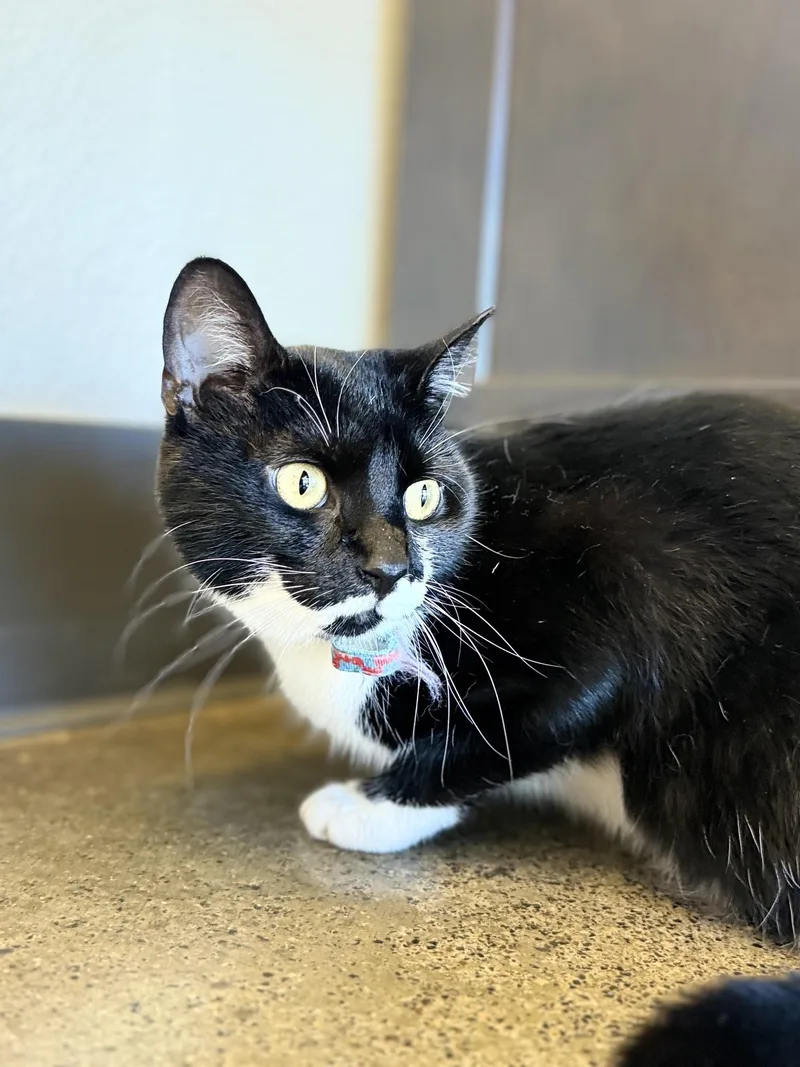 An adult medium-sized female Black & White / Tuxedo Domestic Short Hair cat named Peggy for adoption in Portland, OR