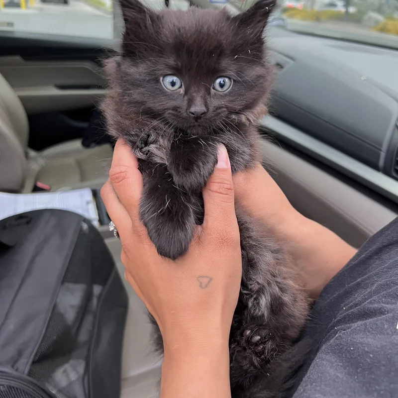 Laura’s thumbnail 2