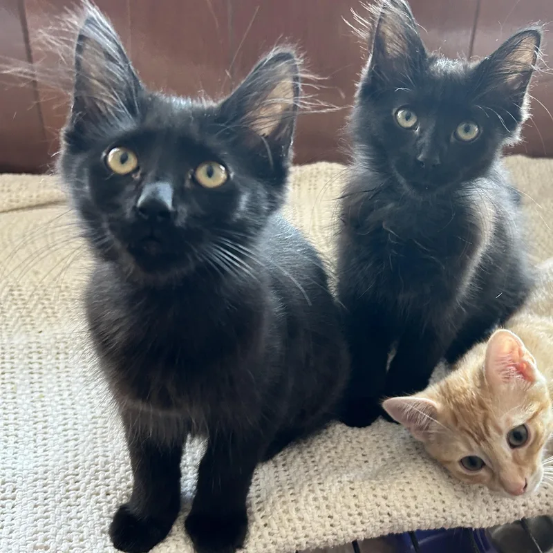 Laura’s thumbnail 3