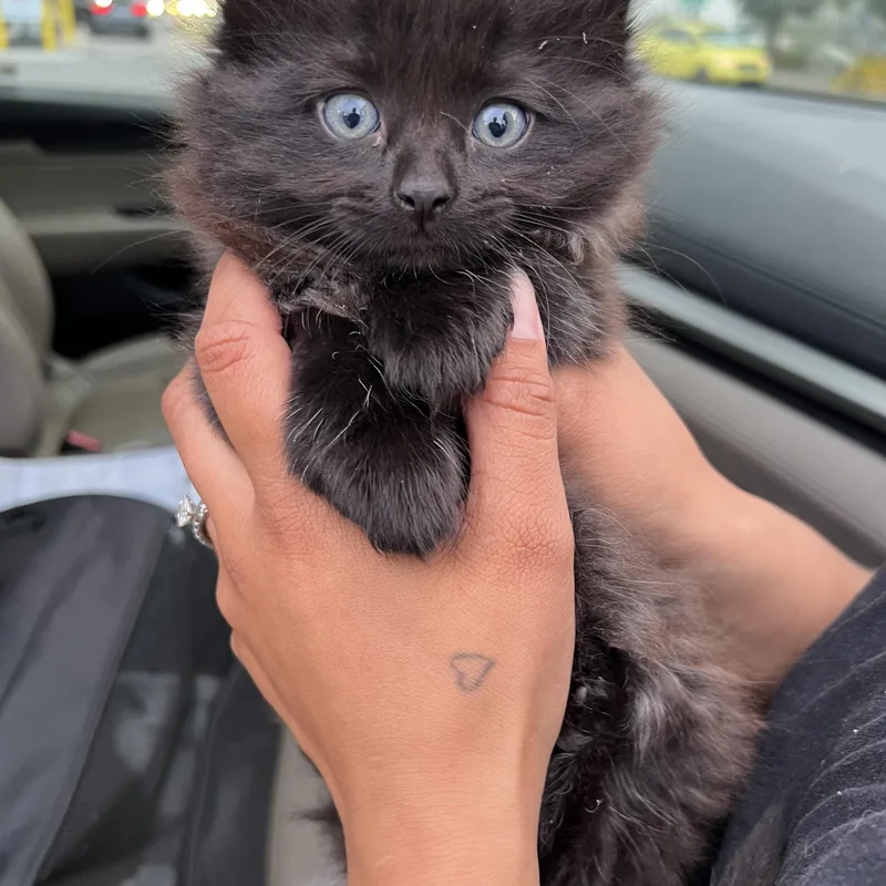 Laura’s thumbnail 4