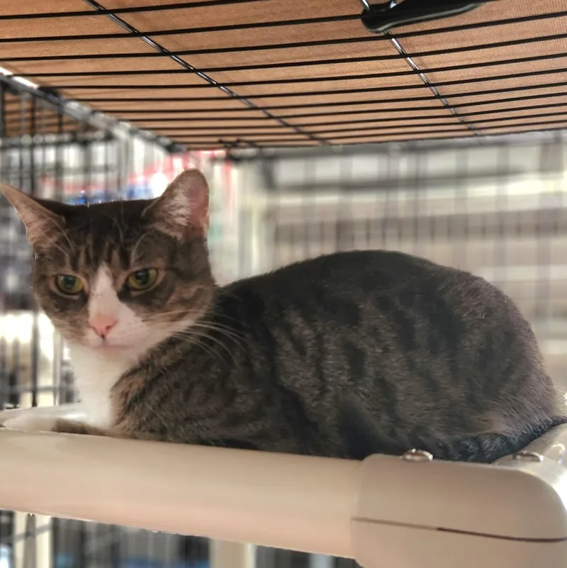 A young medium-sized female Tabby (Gray / Blue / Silver) Domestic Short Hair cat named Abbie for adoption in Stanhope, NJ