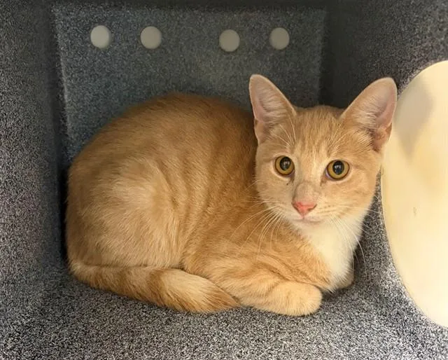 A young medium-sized male Domestic Short Hair cat named Cheddar for adoption in Naples, FL