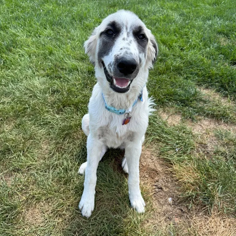 A baby large-sized female Great Pyrenees dog named Arrow for adoption in Springfield, MO