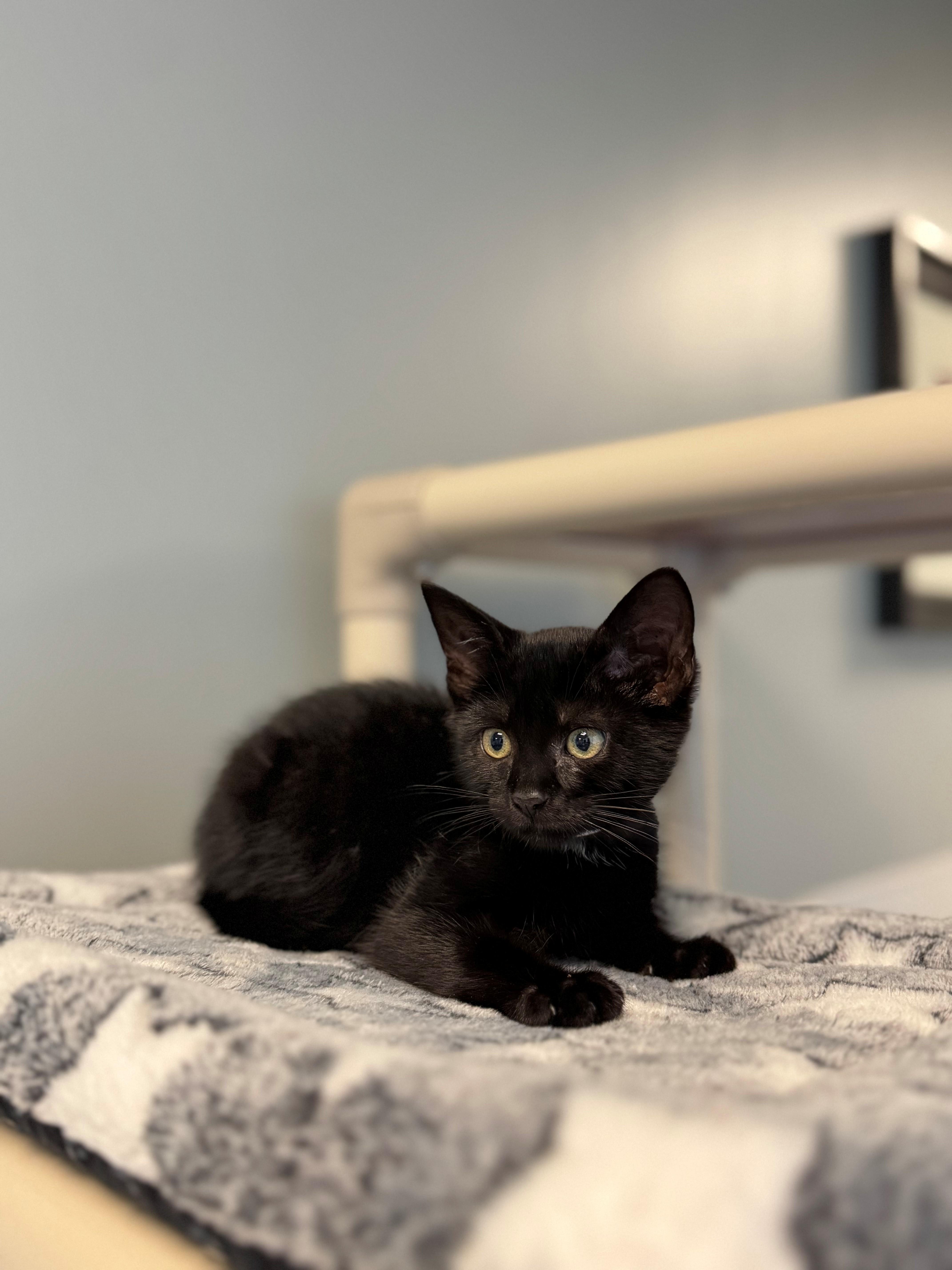 A young small-sized male Black Domestic Short Hair cat named Craig for adoption in Syosset, NY