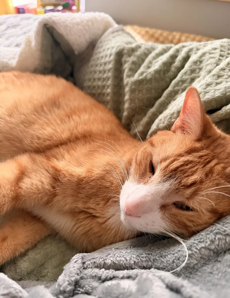A young medium-sized male Orange & White Domestic Short Hair cat named Doordash for adoption in Brooklyn, NY