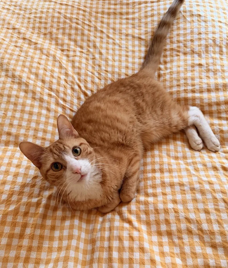 Doordash thumbnail 2