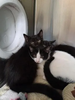 An adult small-sized male Domestic Short Hair cat named Dean for adoption in Independence, MO
