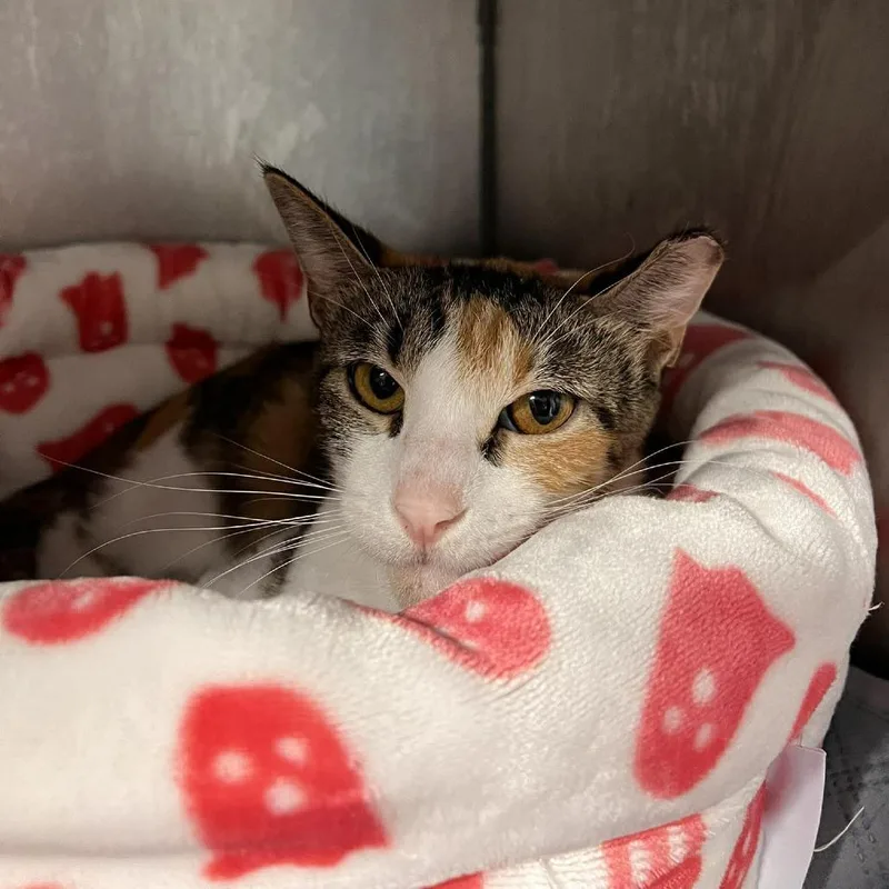 A young medium-sized female Calico Domestic Short Hair cat named Tufted Titmouse for adoption in Edwardsville, IL