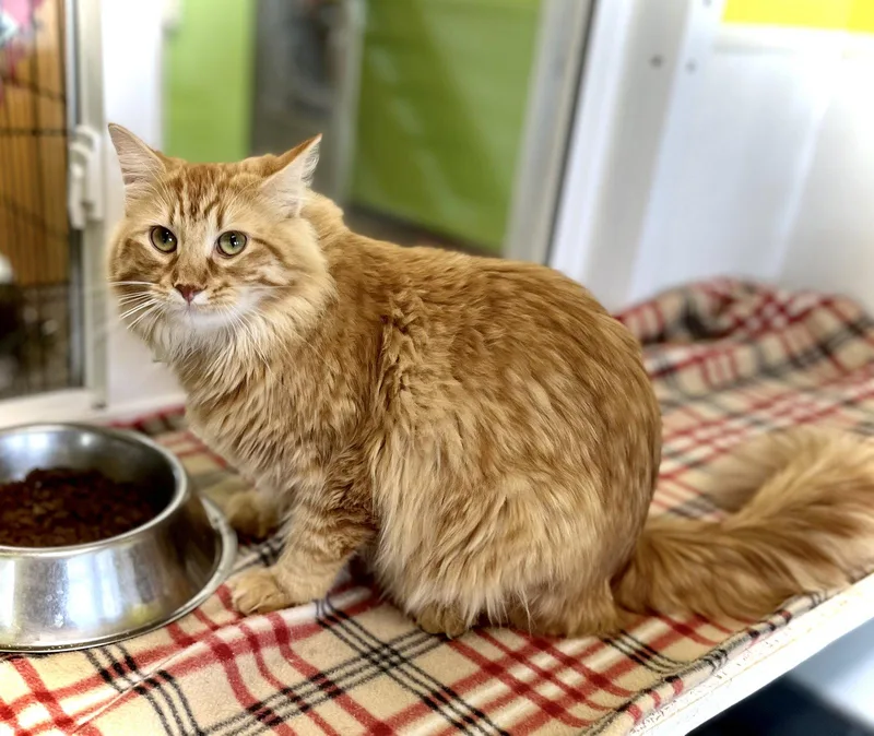 A young medium-sized female Orange / Red Domestic Long Hair cat named Garland for adoption in Estherville, IA