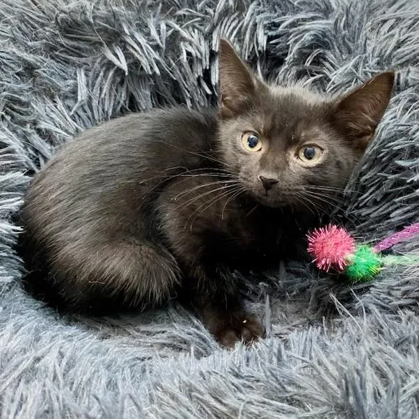 A baby small-sized female Black Domestic Short Hair cat named Wilma for adoption in Jupiter, FL