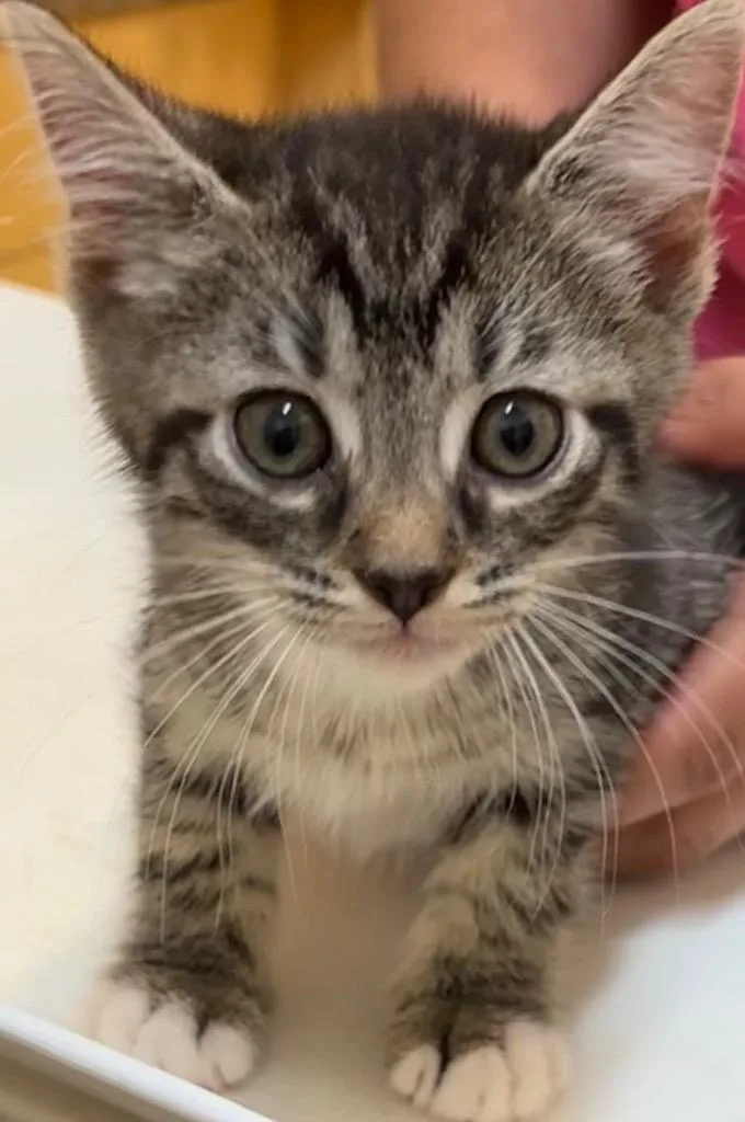 A baby small-sized male Domestic Short Hair cat named Simba for adoption in Elizabethton, TN