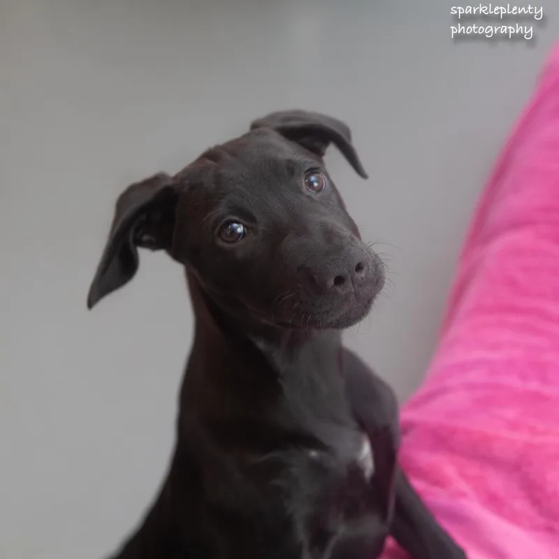 A baby medium-sized female Black Mixed Breed dog named Nera for adoption in Ridgefield, CT
