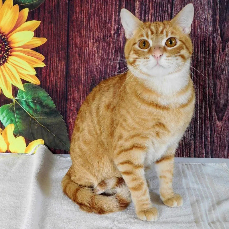 A young large-sized male Orange / Red Domestic Short Hair cat named Cheddar for adoption in Pekin, IL