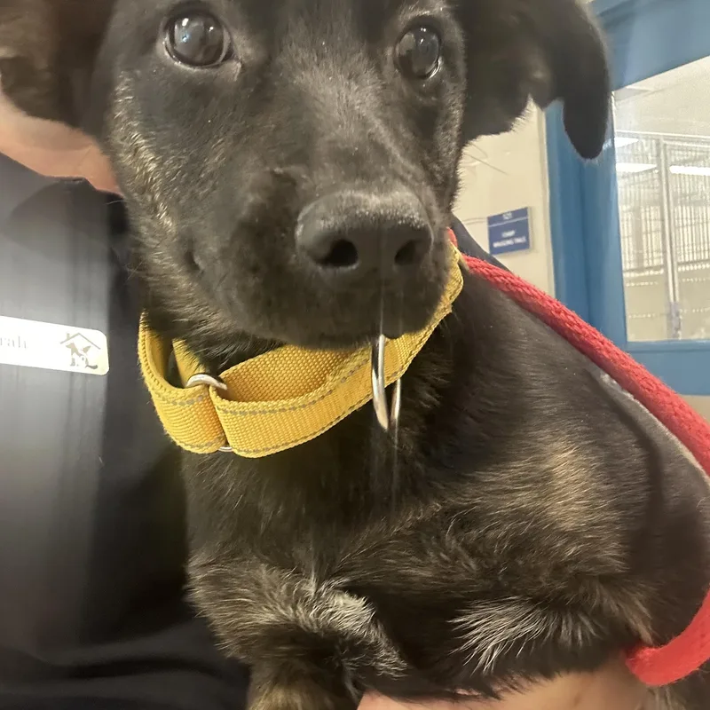 A baby small-sized female Black Shepherd dog named Gypsy for adoption in Manassas, VA