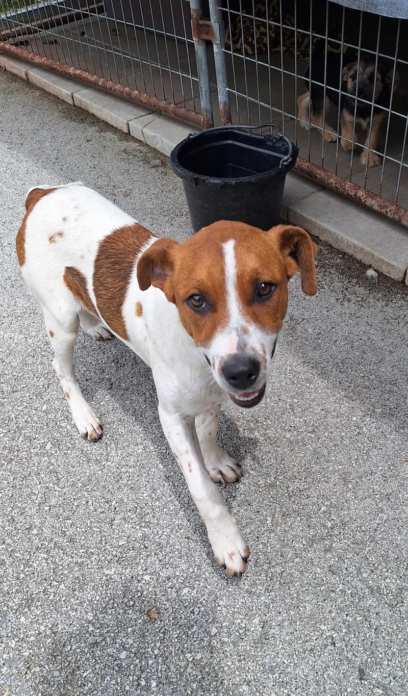 A baby medium-sized female Brown / Chocolate Beagle dog named Lady for adoption in Clay City, KY