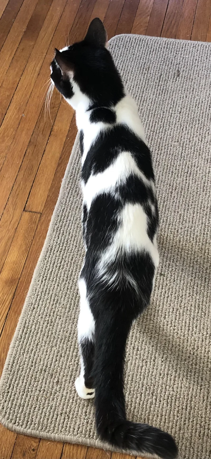 Chester & Moo thumbnail 2