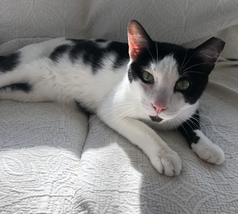 Chester & Moo thumbnail 3