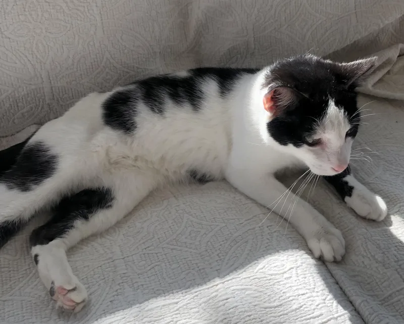 Chester & Moo thumbnail 4