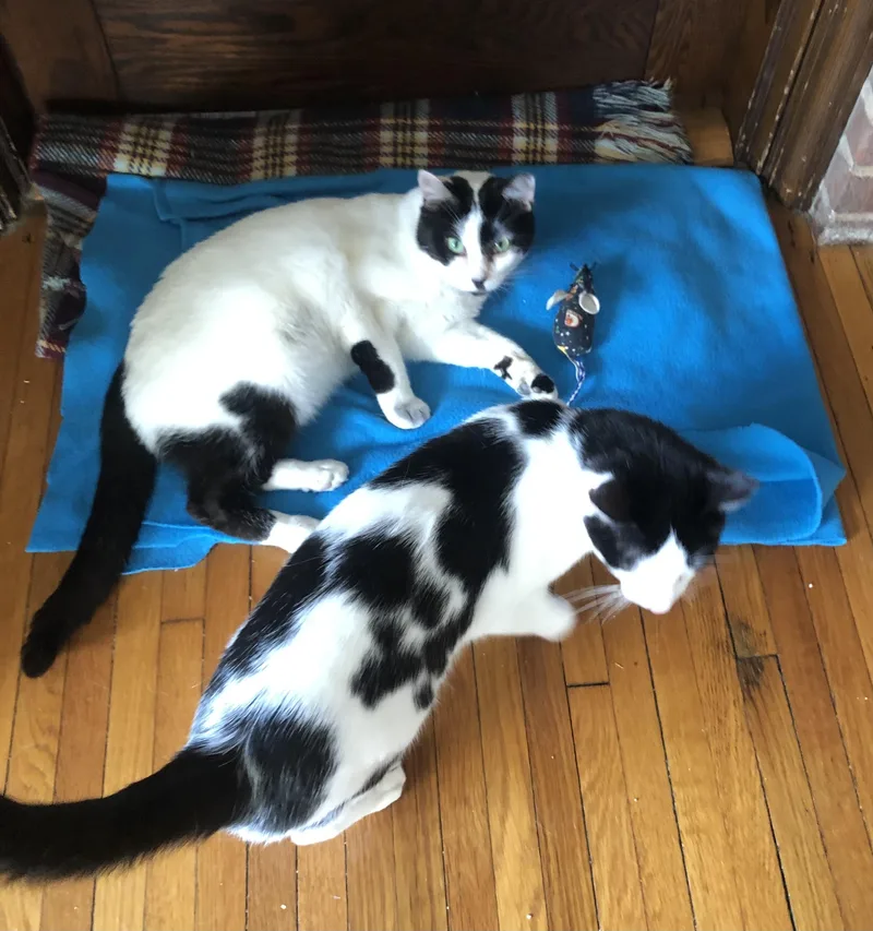A young medium-sized male Black & White / Tuxedo Domestic Short Hair cat named Chester & Moo for adoption in Lemoyne, PA