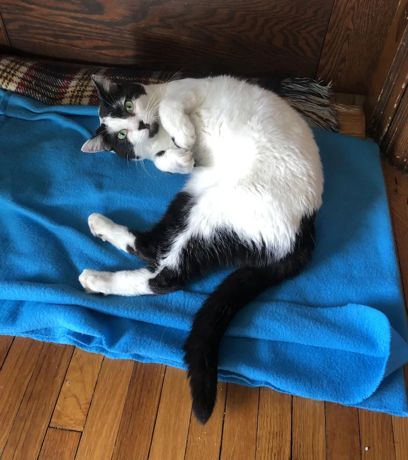 Chester & Moo thumbnail 5