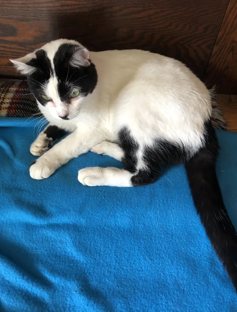 Chester & Moo thumbnail 6