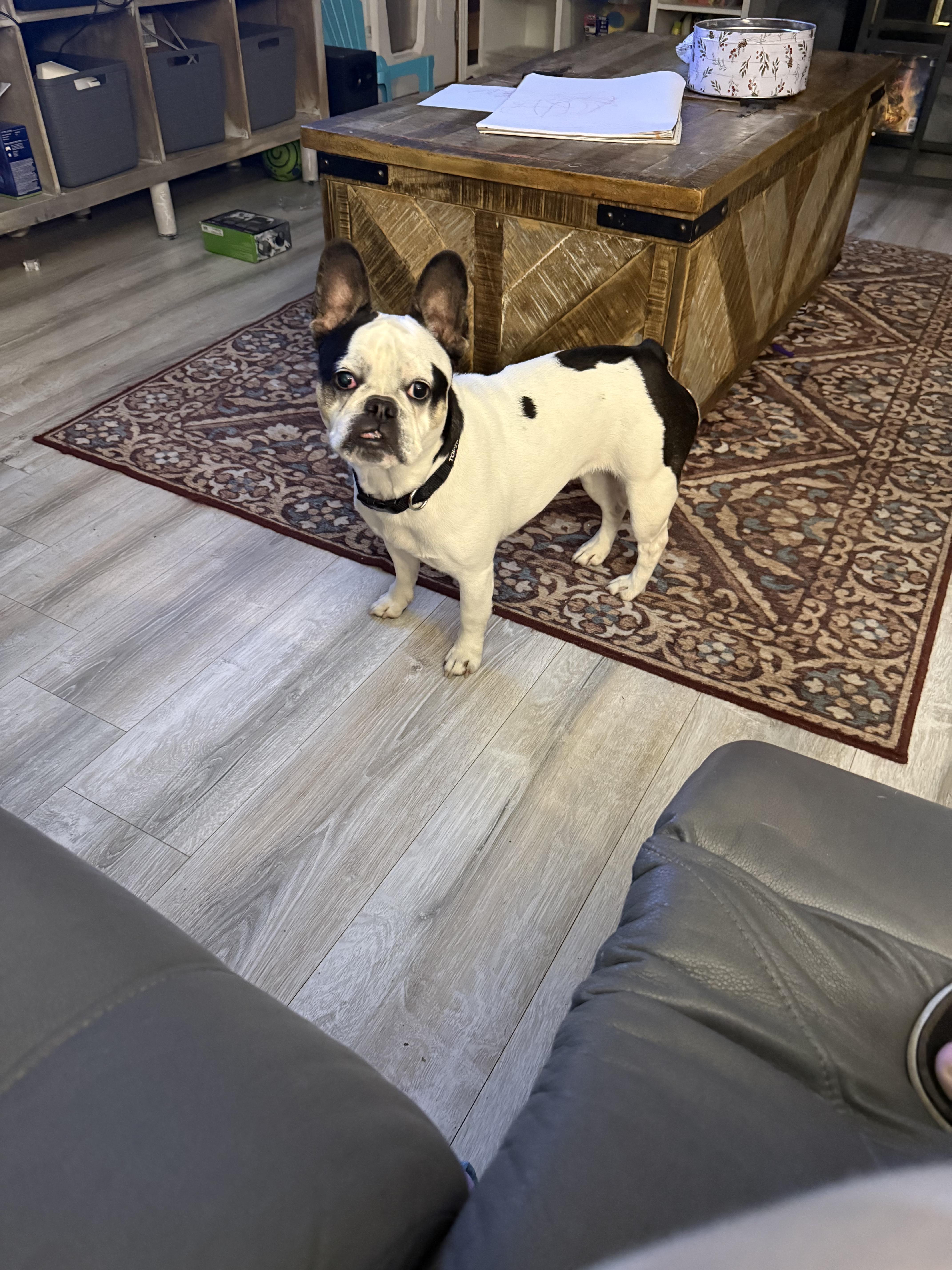 An adult small-sized female White / Cream French Bulldog dog named Betsy for adoption in Hendersonville, TN