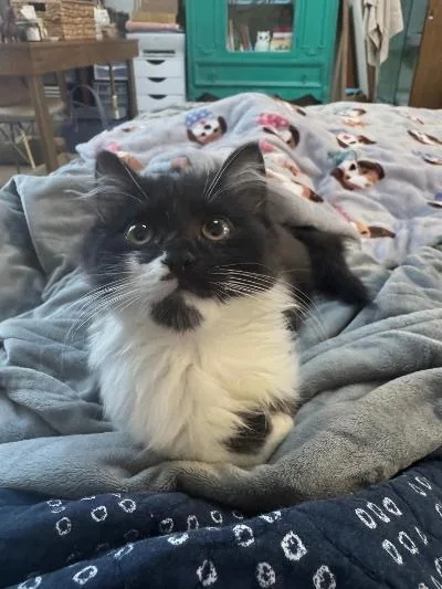 A baby medium-sized female Domestic Long Hair cat named Greta for adoption in Mokena, IL