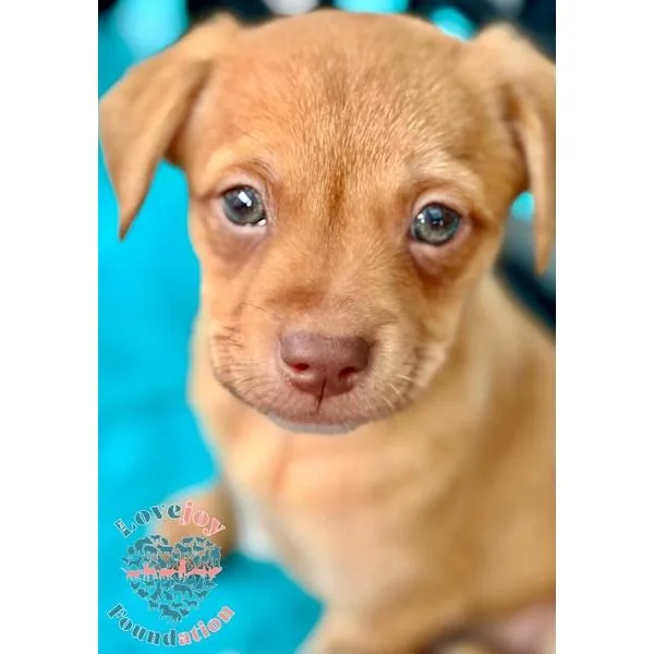 A baby small-sized male Brown / Chocolate Terrier dog named Willow Litter for adoption in Inglewood, CA