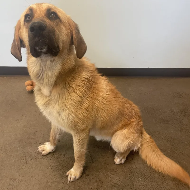 A young large-sized male Brown / Chocolate Mixed Breed dog named Mort for adoption in Mishawaka, IN