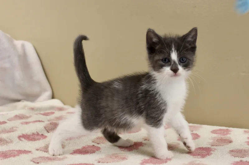 A baby medium-sized male Gray / Blue / Silver Domestic Short Hair cat named Titmouse for adoption in Brazil, IN