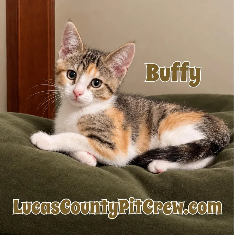 A baby medium-sized female Calico cat named Buffy for adoption in Toledo, OH