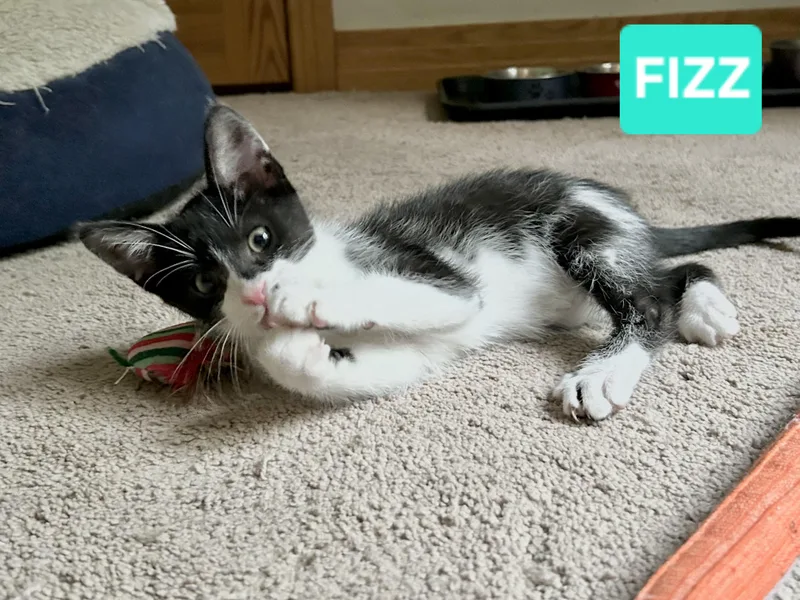A baby small-sized female Black & White / Tuxedo Tuxedo cat named Fizz for adoption in Brighton, MI