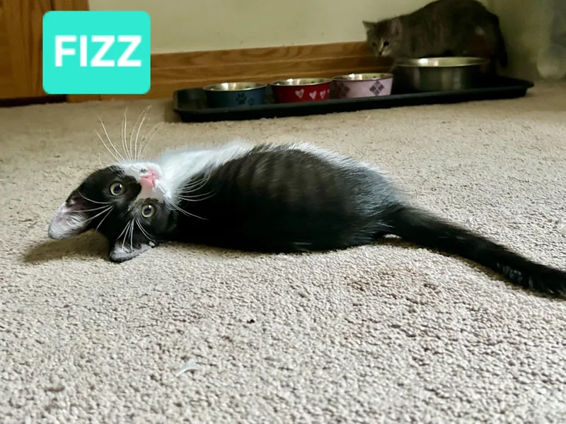 Fizz thumbnail 2