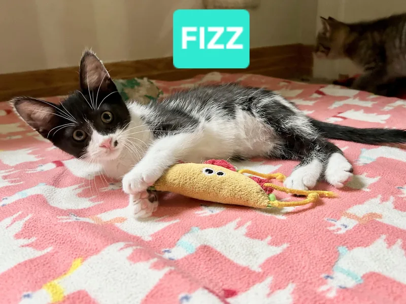Fizz thumbnail 3