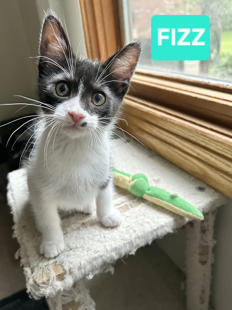 Fizz thumbnail 4