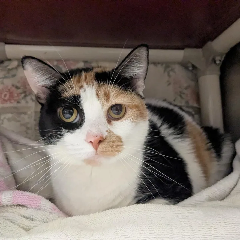 An adult large-sized female Calico Domestic Short Hair cat named Jersie for adoption in Hendersonville, NC