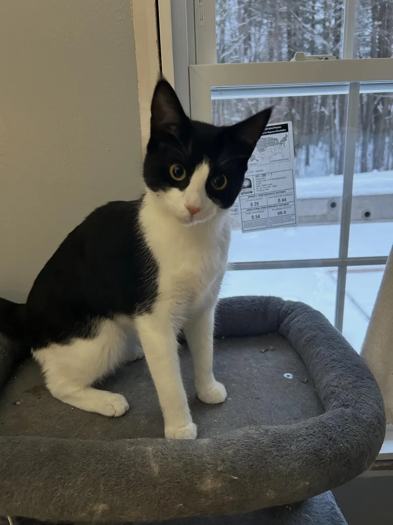 A young medium-sized female Black & White / Tuxedo Domestic Short Hair cat named Matilda for adoption in New York, NY
